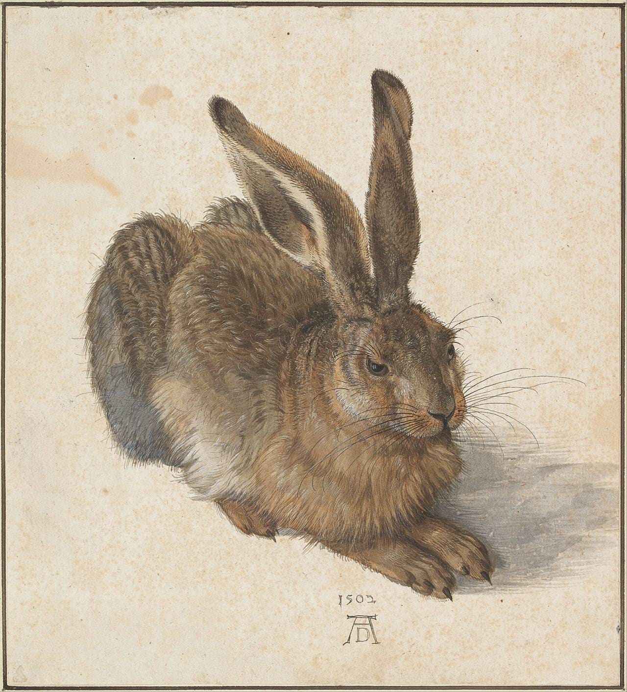 Young Hare 1502 by Albrecht Durer